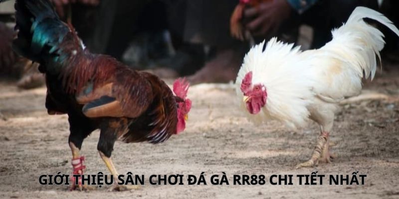 đá gà RR88