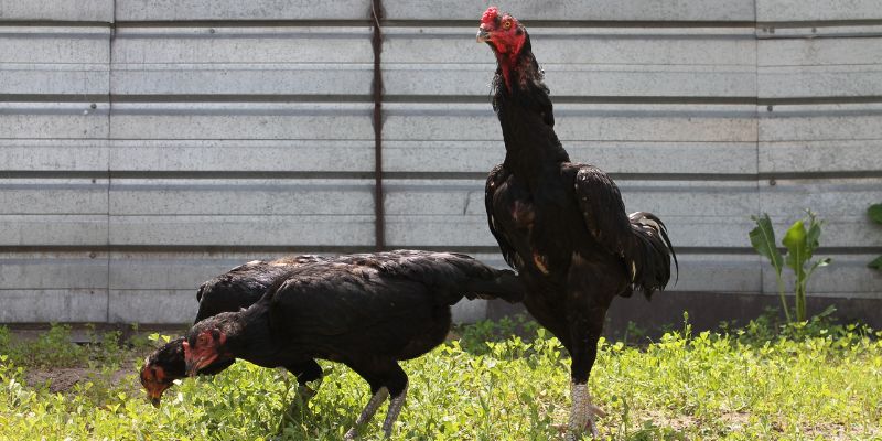 Cách chọn gà chiến